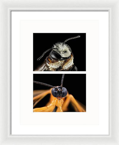 Macro #372 - diptych / Art Photo - Framed Print