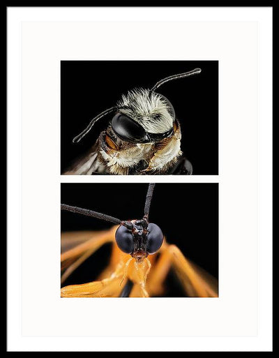 Macro #372 - diptych / Art Photo - Framed Print