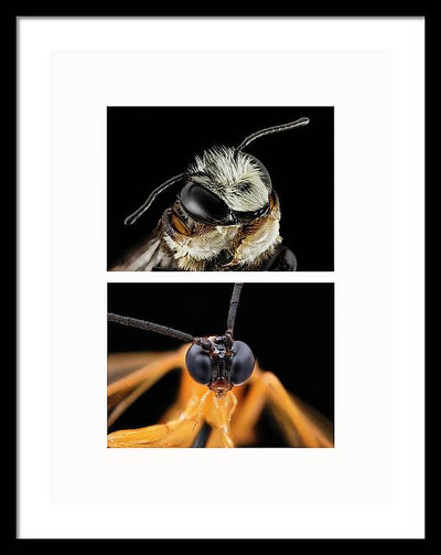 Macro #372 - diptych / Art Photo - Framed Print