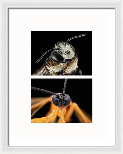 Macro #372 - diptych / Art Photo - Framed Print