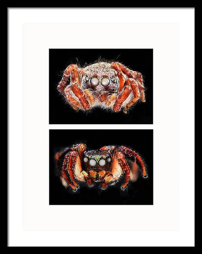 Macro #376 - diptych / Art Photo - Framed Print