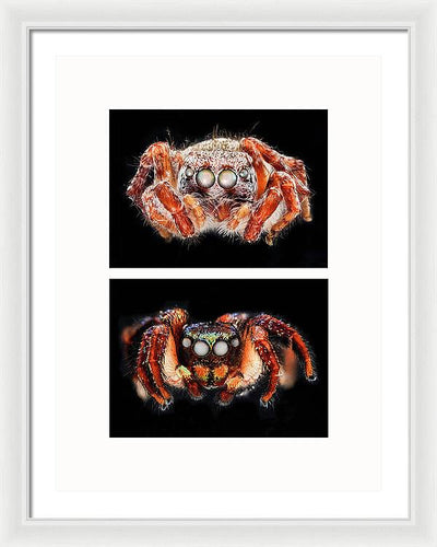 Macro #376 - diptych / Art Photo - Framed Print