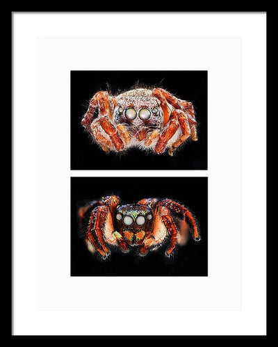 Macro #376 - diptych / Art Photo - Framed Print