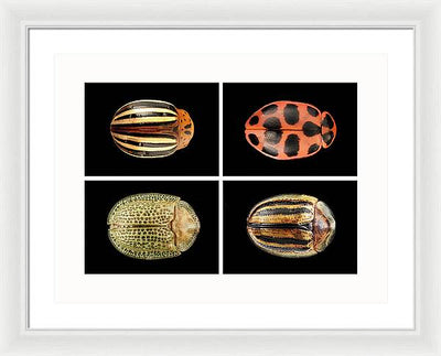 Macro #377 / Art Photo - Framed Print