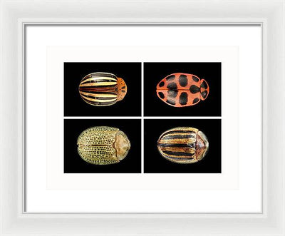 Macro #377 / Art Photo - Framed Print