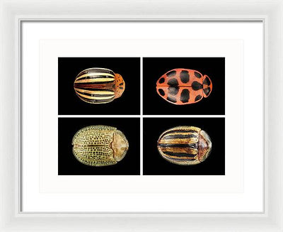 Macro #377 / Art Photo - Framed Print