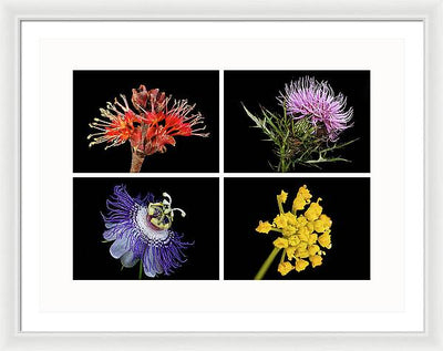 Flowers, Macro #378 / Art Photo - Framed Print