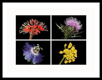 Flowers, Macro #378 / Art Photo - Framed Print