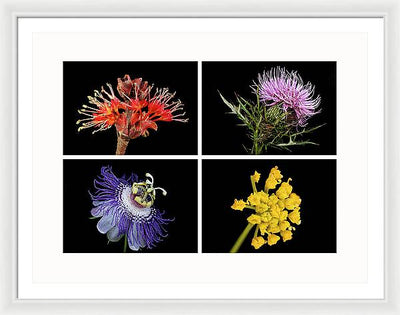 Flowers, Macro #378 / Art Photo - Framed Print