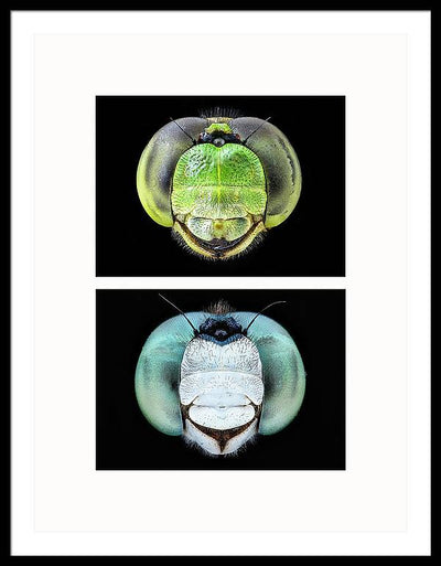 Macro #379 - diptych / Art Photo - Framed Print