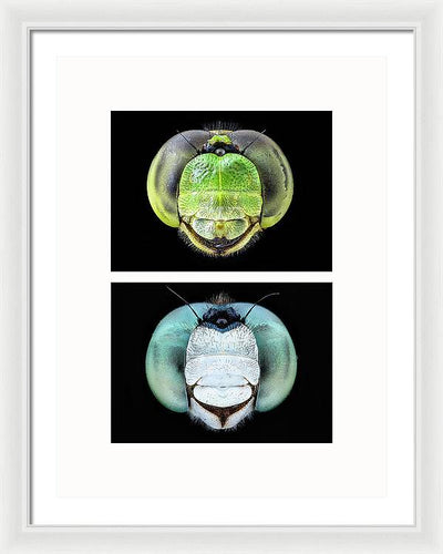 Macro #379 - diptych / Art Photo - Framed Print