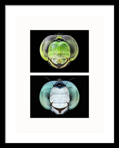 Macro #379 - diptych / Art Photo - Framed Print