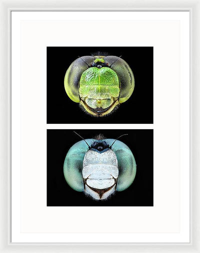 Macro #379 - diptych / Art Photo - Framed Print