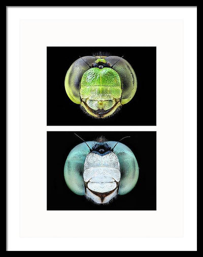 Macro #379 - diptych / Art Photo - Framed Print