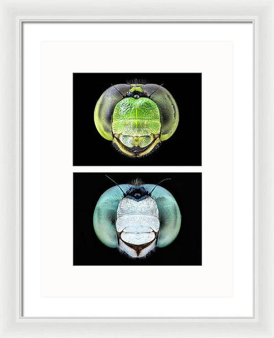 Macro #379 - diptych / Art Photo - Framed Print