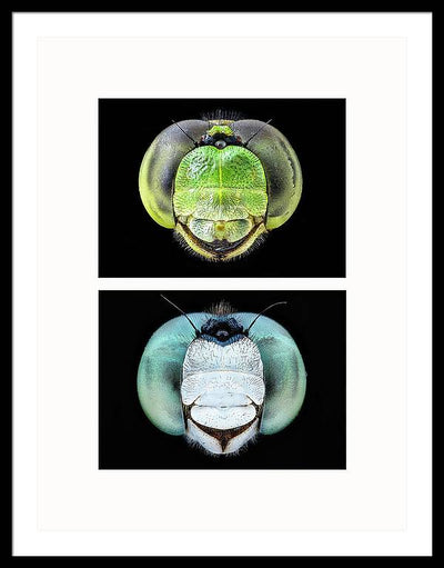 Macro #379 - diptych / Art Photo - Framed Print