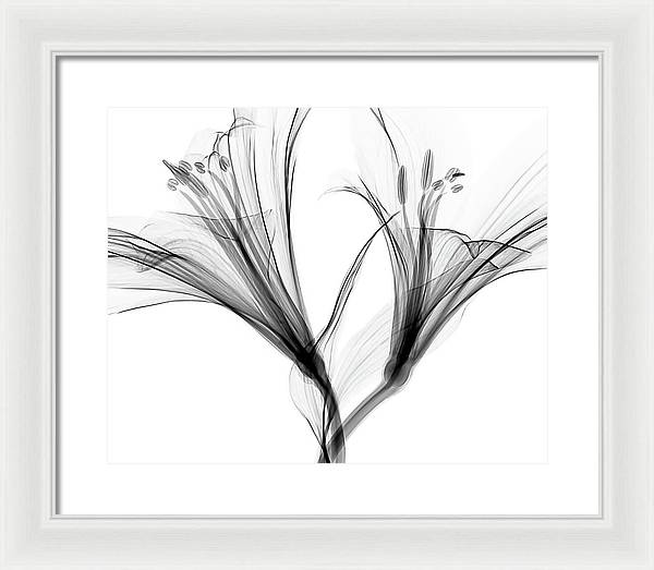 Macro X-ray of a Flower / Art Photo - Framed Print