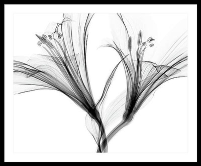 Macro X-ray of a Flower / Art Photo - Framed Print