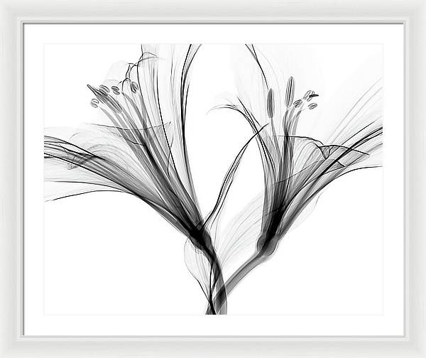 Macro X-ray of a Flower / Art Photo - Framed Print