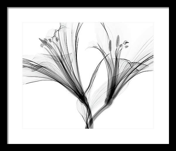 Macro X-ray of a Flower / Art Photo - Framed Print