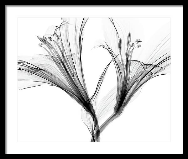 Macro X-ray of a Flower / Art Photo - Framed Print