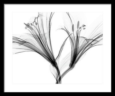 Macro X-ray of a Flower / Art Photo - Framed Print