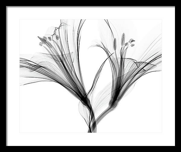 Macro X-ray of a Flower / Art Photo - Framed Print