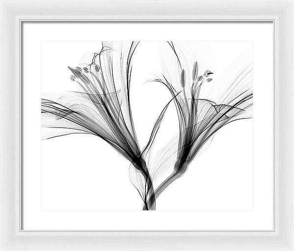 Macro X-ray of a Flower / Art Photo - Framed Print