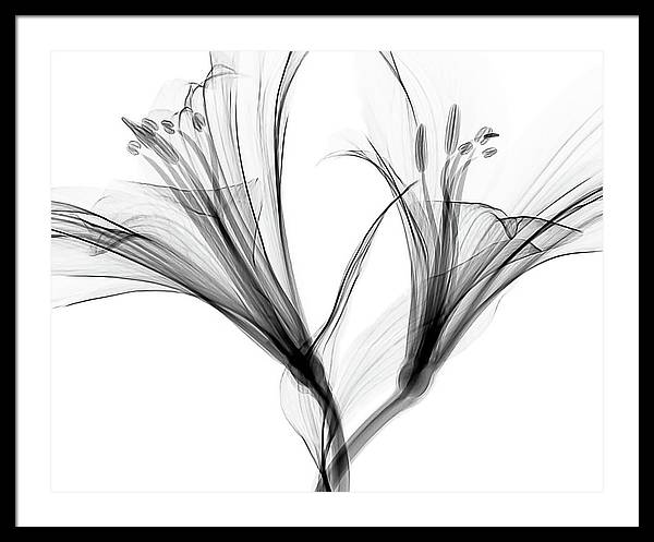 Macro X-ray of a Flower / Art Photo - Framed Print