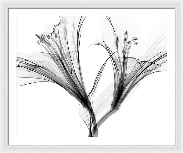 Macro X-ray of a Flower / Art Photo - Framed Print