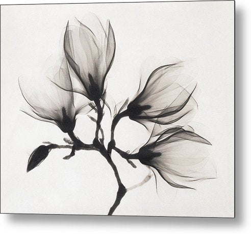 Magnolia, XRay / Art Photo - Metal Print