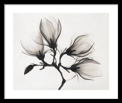 Magnolia, XRay / Art Photo - Framed Print