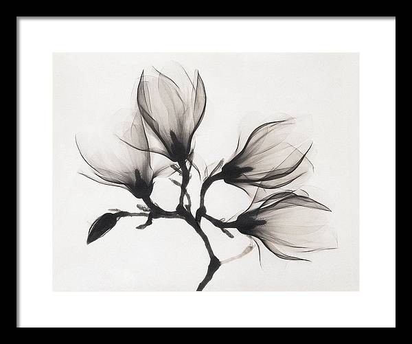 Magnolia, XRay / Art Photo - Framed Print