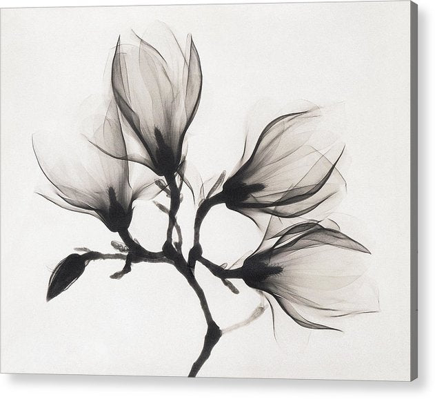 Magnolia, XRay / Art Photo - Acrylic Print