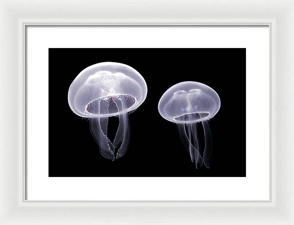 Moon Jellyfish / Art Photo - Framed Print