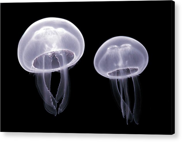 Moon Jellyfish / Art Photo - Acrylic Print