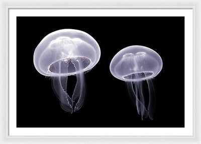 Moon Jellyfish / Art Photo - Framed Print