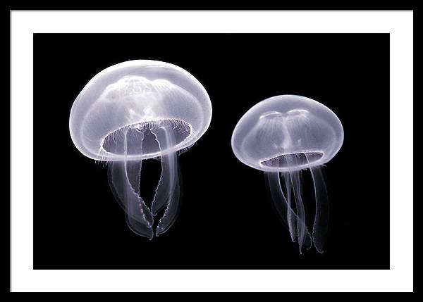 Moon Jellyfish / Art Photo - Framed Print