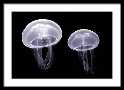 Moon Jellyfish / Art Photo - Framed Print