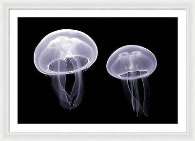 Moon Jellyfish / Art Photo - Framed Print