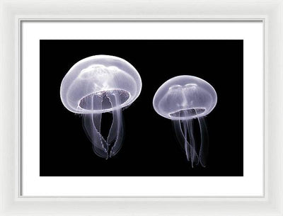 Moon Jellyfish / Art Photo - Framed Print