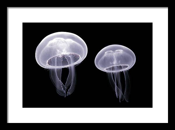 Moon Jellyfish / Art Photo - Framed Print