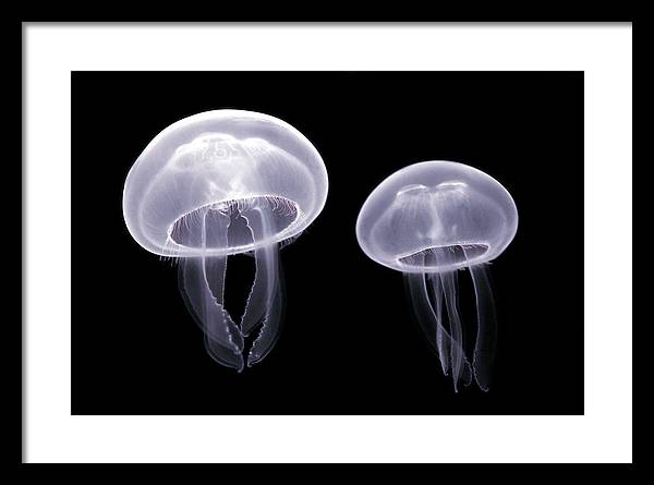 Moon Jellyfish / Art Photo - Framed Print