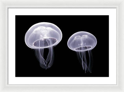 Moon Jellyfish / Art Photo - Framed Print