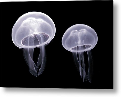 Moon Jellyfish / Art Photo - Metal Print