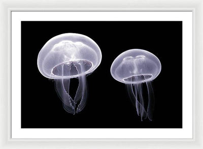 Moon Jellyfish / Art Photo - Framed Print