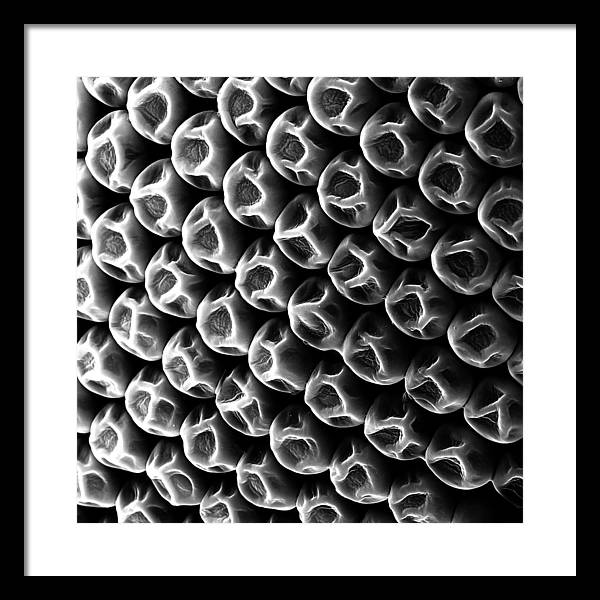 Mosquito Eye, Electron Microscope View / Art Photo - Framed Print