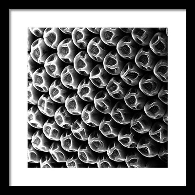 Mosquito Eye, Electron Microscope View / Art Photo - Framed Print