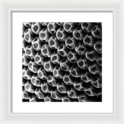 Mosquito Eye, Electron Microscope View / Art Photo - Framed Print