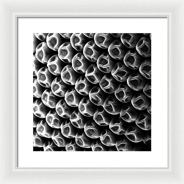 Mosquito Eye, Electron Microscope View / Art Photo - Framed Print